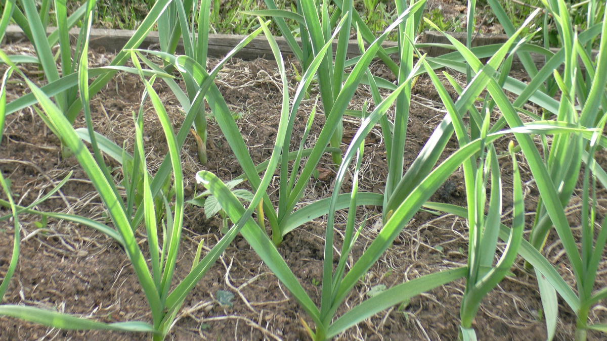 ЧЕСНОК ВЕСНОЙ 2025 год