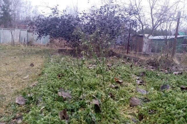    Может ли столь тёплая погода в начале зимы навредить флоре и фауне?