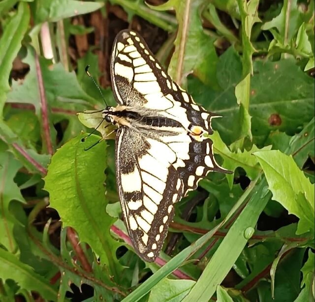    Редкая для Чувашии бабочка махаон в объективе Альберта Ластухина.