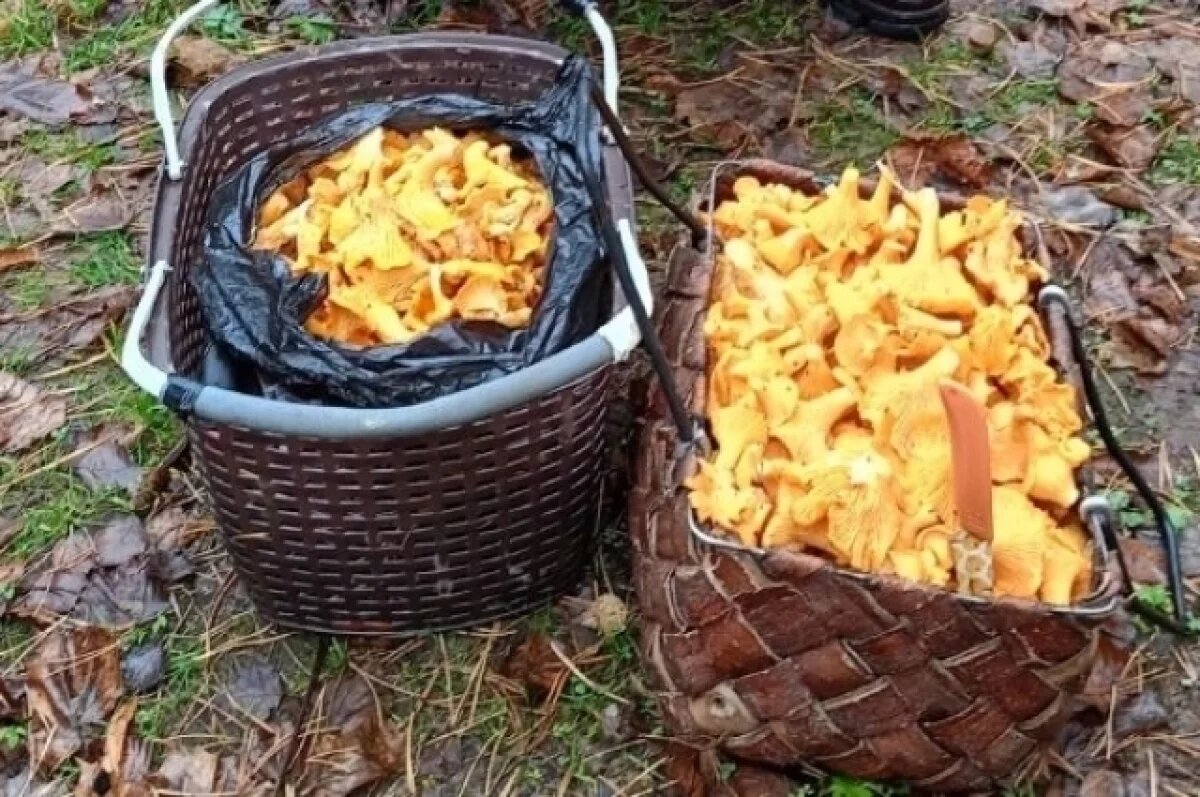    Невиданный урожай лисичек в декабре.