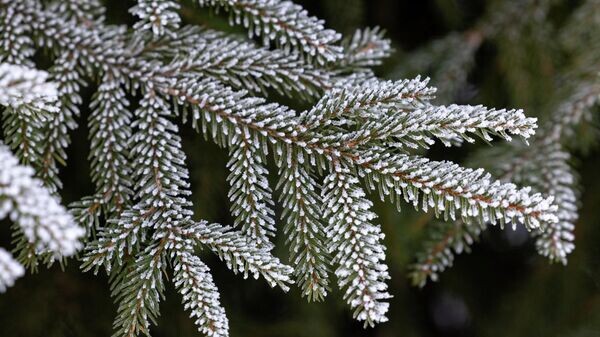    © Getty Images / Michael Reichel