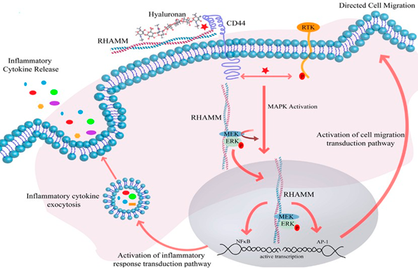 Механизм действия гиалуроновой кислоты