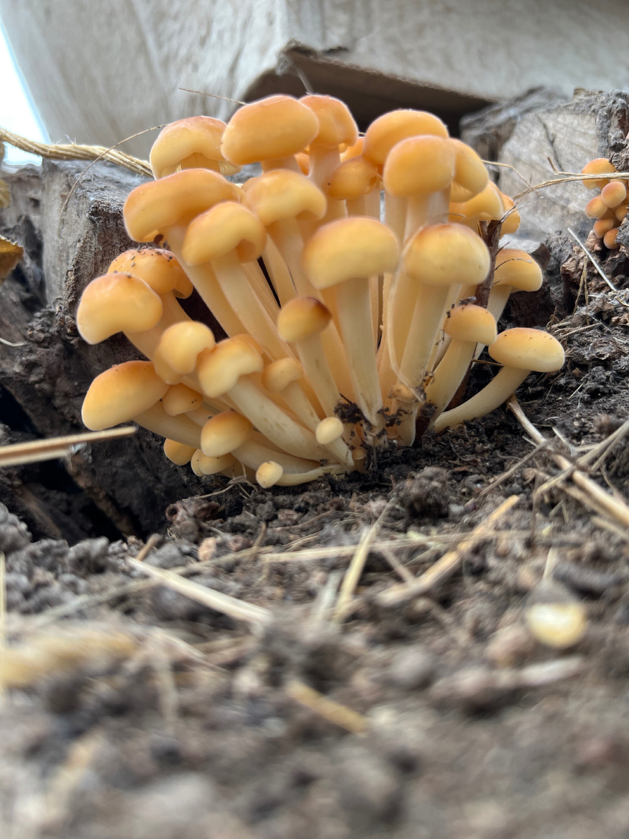 Зимний опенок, здесь ещё маленькие