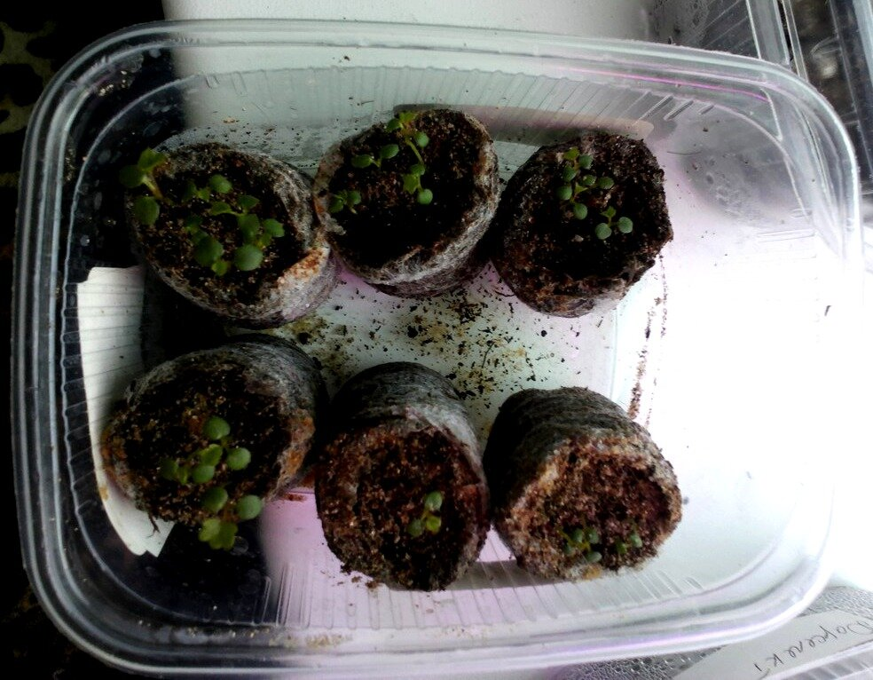 Земляника из семян в торфяных таблетках, фото автора