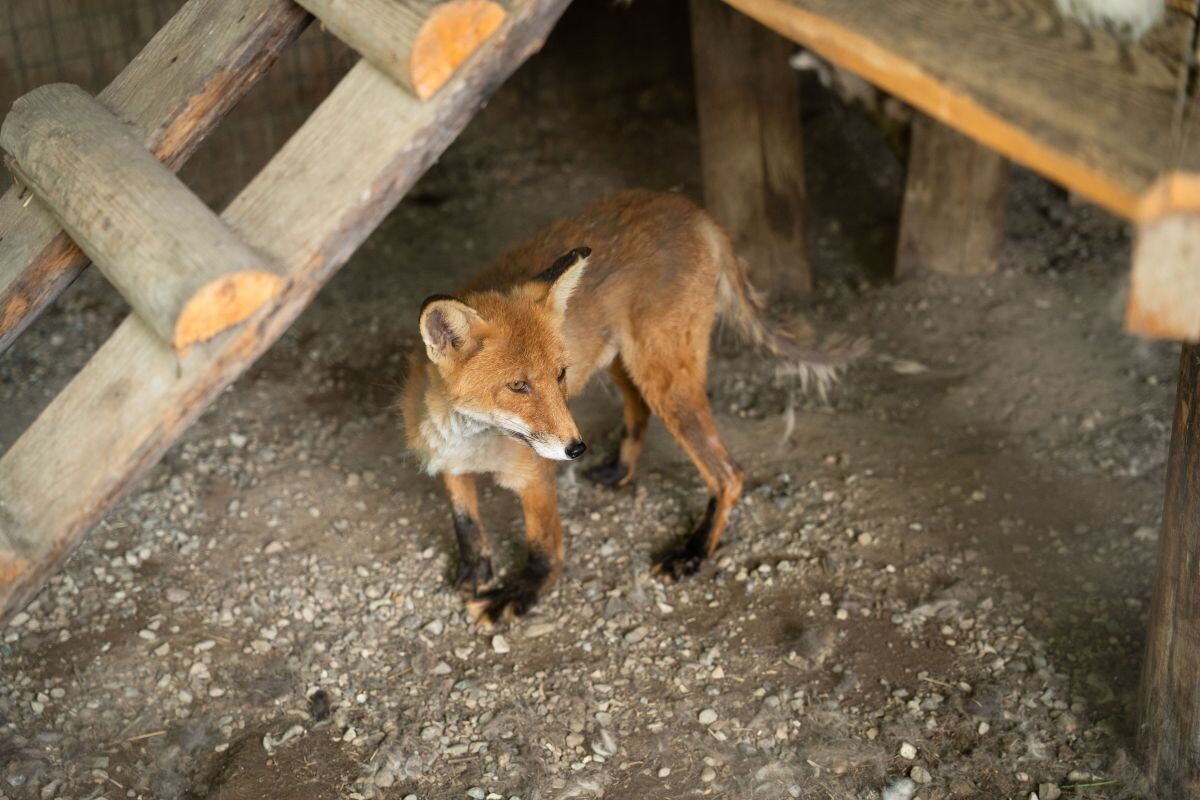 Фото: Александр Плонский / «ВиЖ»