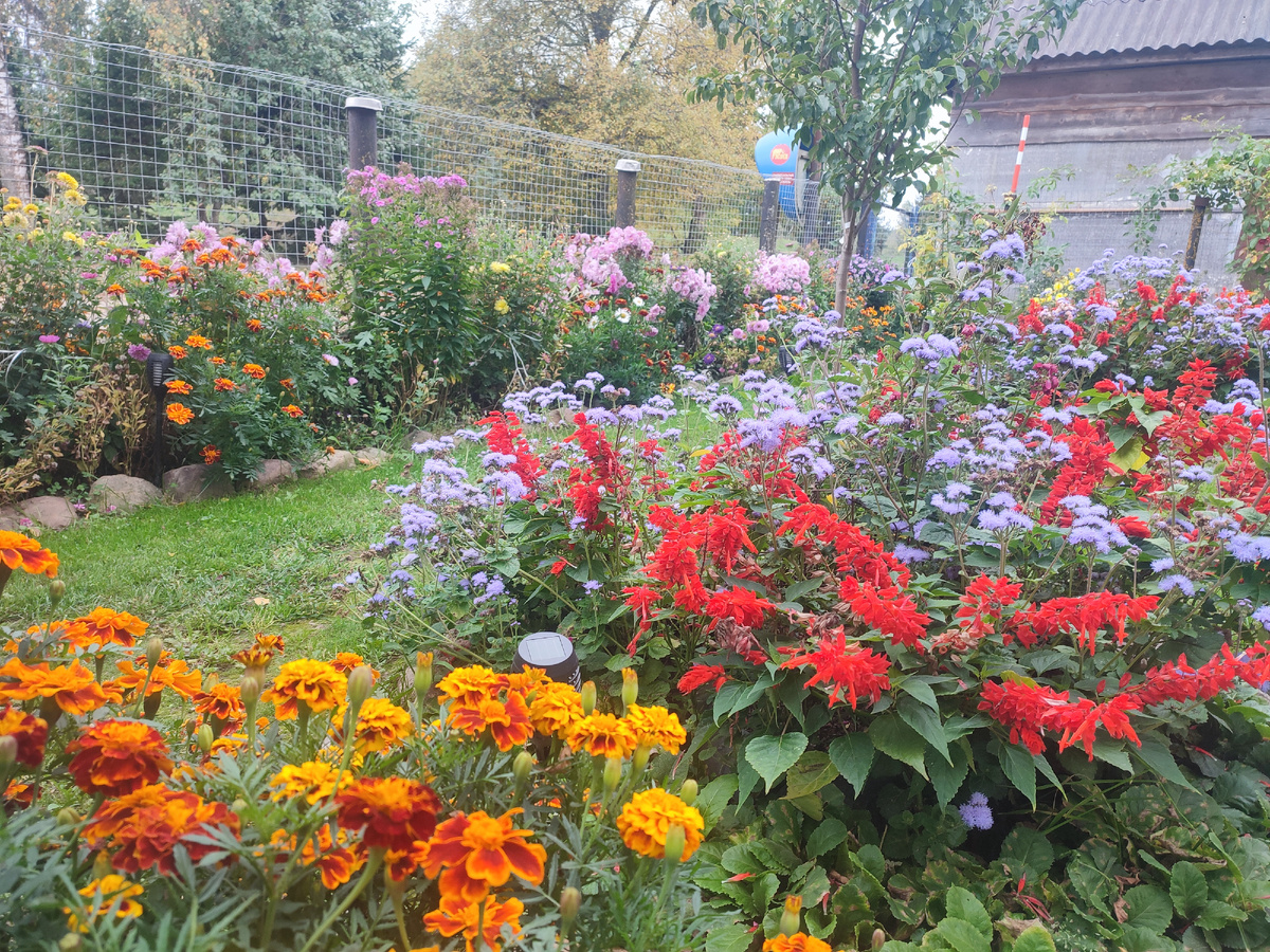 Это  палисадник у мамы