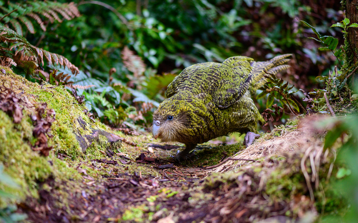 Какапо (Strigops habroptilus)