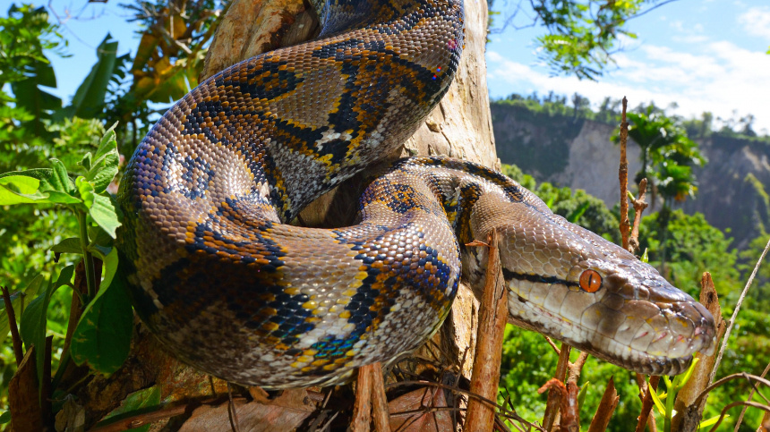    Фото: www.globallookpress.com/Daniel Heuclin