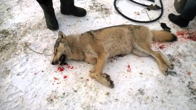 Есть добыча