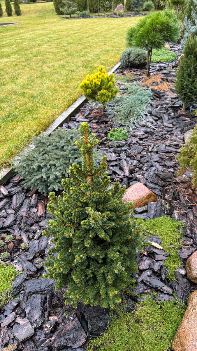 Ель Виллс Цверг