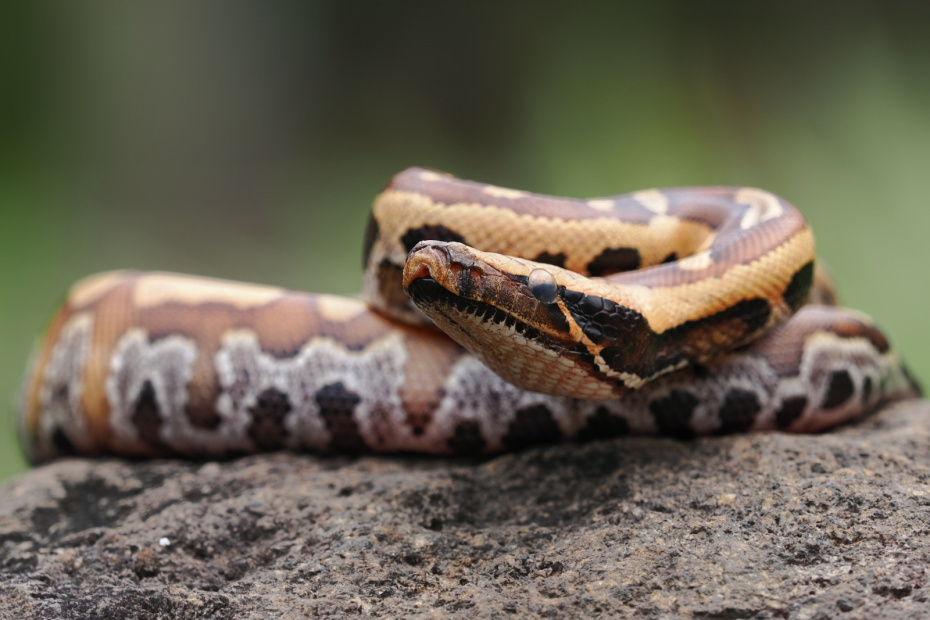    Shutterstock/FOTODOM