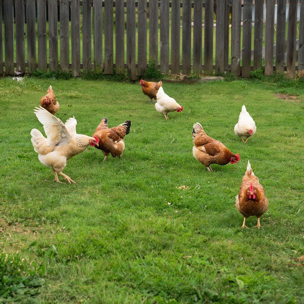 Куры. Изображение сгенерировано сервисом GigaChat 