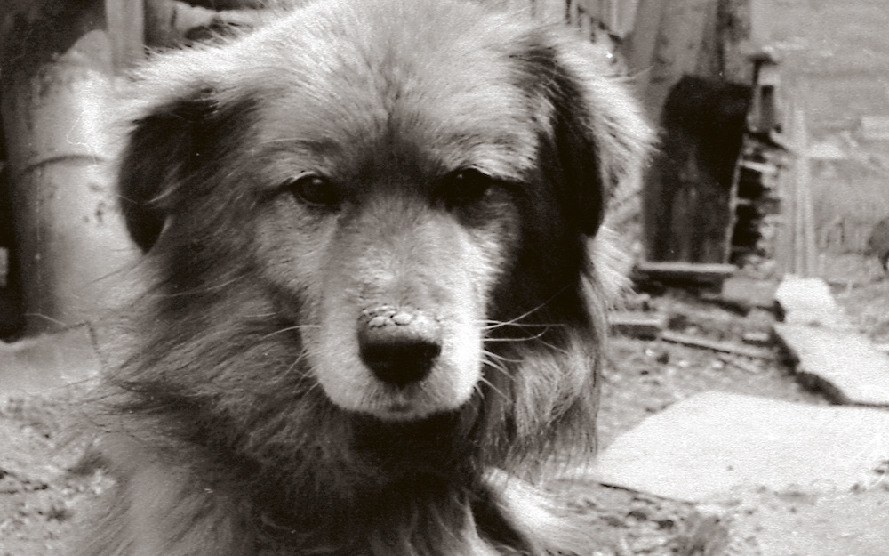 Фото автора. Снимок не имеет прямого отношения к истории, а лишь косвенно иллюстрирует публикацию. На момент данной истории у меня ещё не было фотоаппарата, поэтому Тузика нет ни на одной фотографии в семейном фотоальбоме. На фотке – пёс моего друга детства по кличке Полкан.