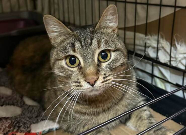 Жизнь на улице в кругу близких уже в прошлом, а в настоящем у Машутки – клетка, одиночество и неизвестность..