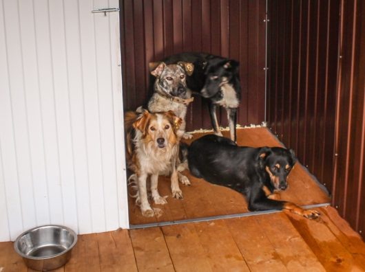    Собаки //Фото: ЦБЖ Ростова