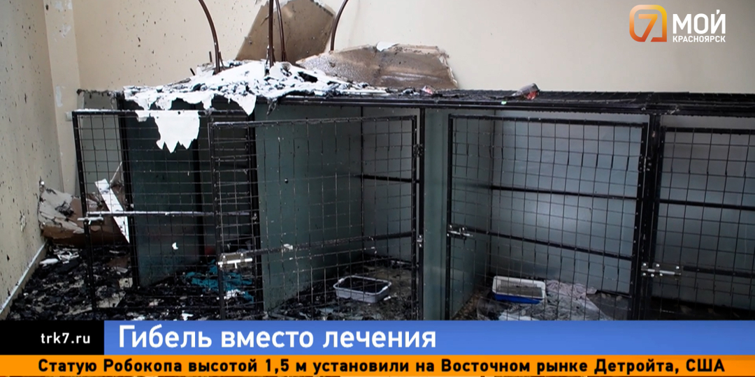«Сколько там трупиков, не знаю»: пожар в ветеринарной клинике унёс жизни десятка животных