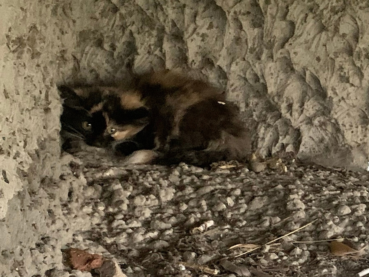 Котёночек из последних сил звал на помощь