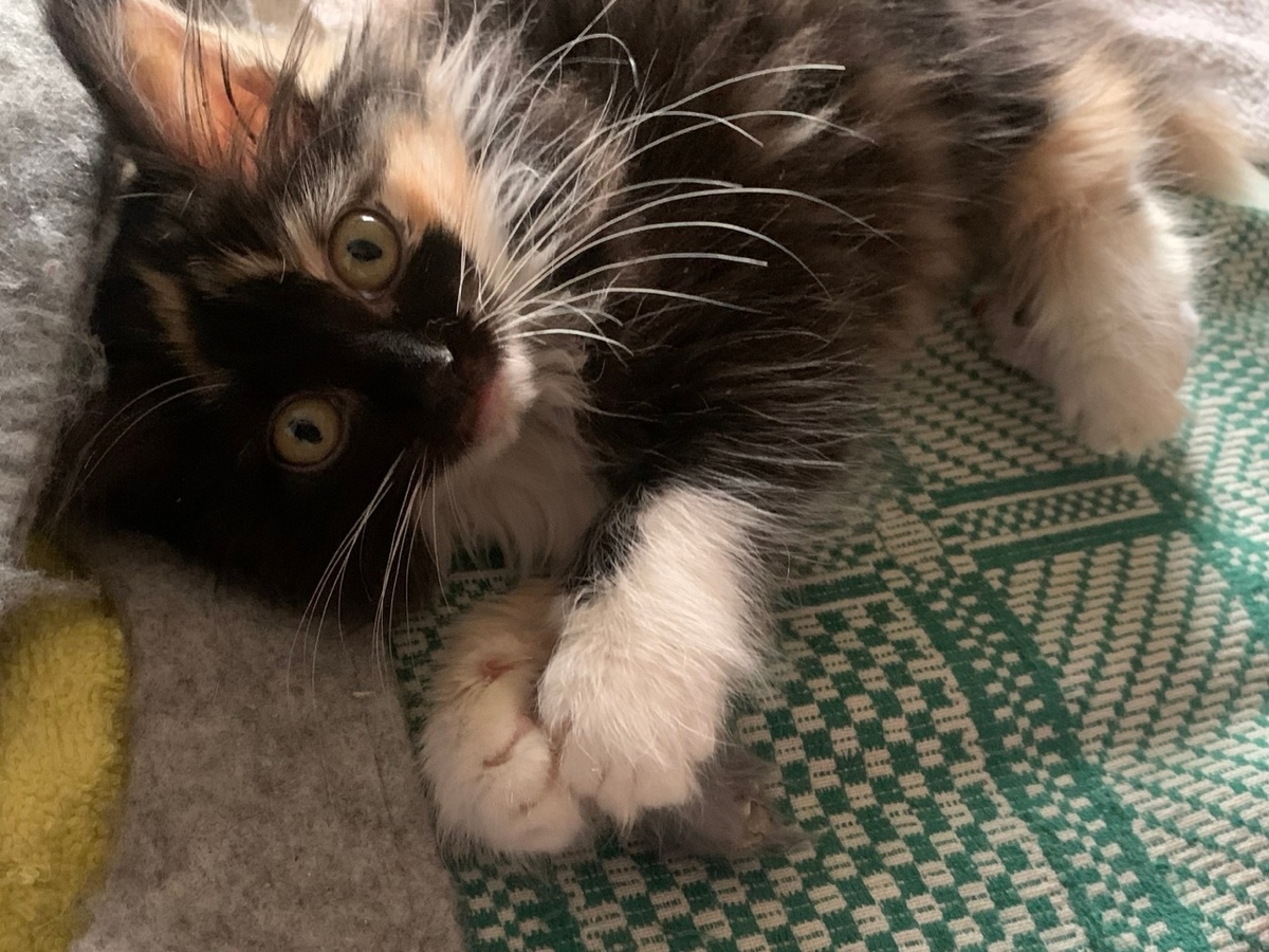 Мы не перестаем удивляться, почему хозяева выбрасывают на улицу таких краситвых котят. Ведь могли бы сами найти им дом.