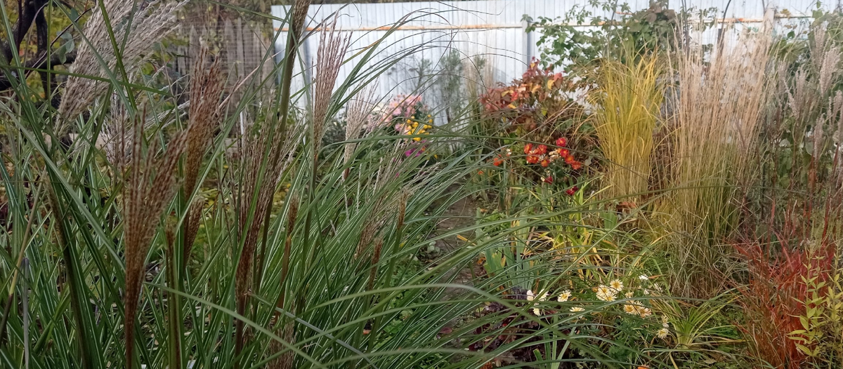 злаки правят