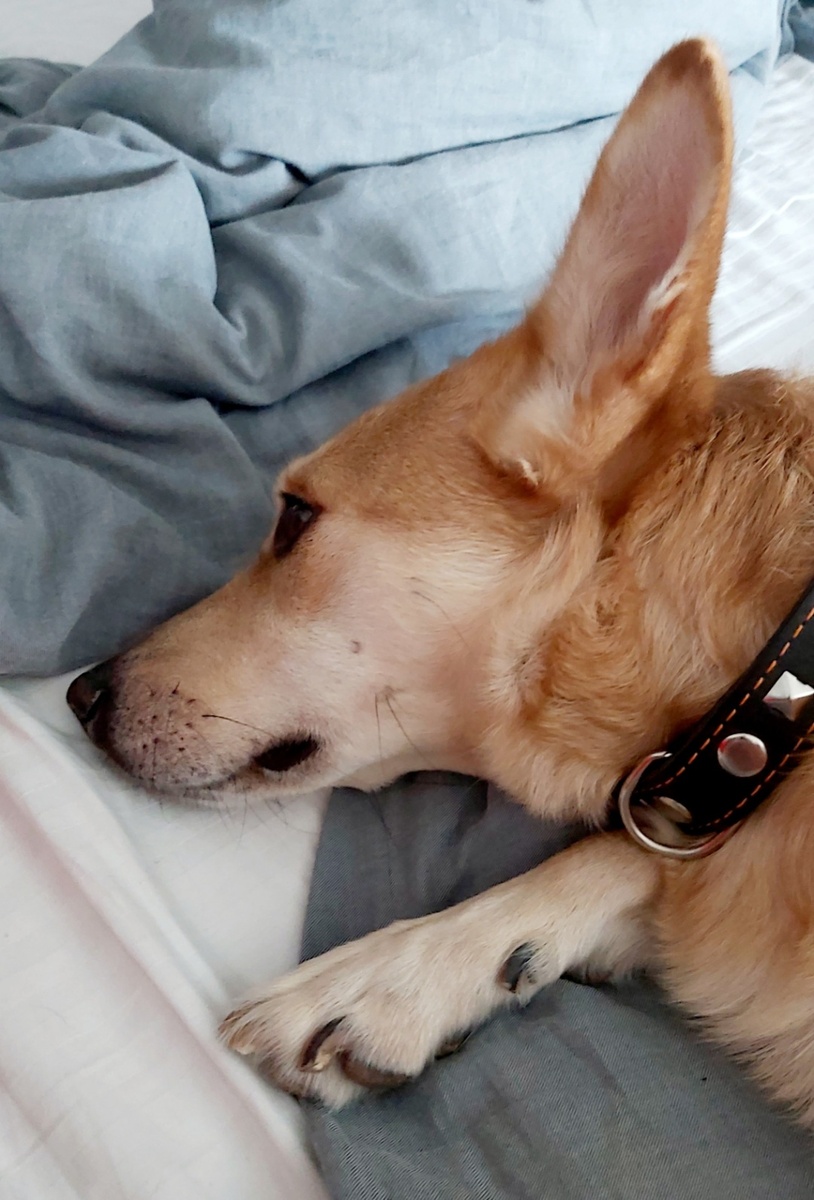 Вот тут видно, какая изящная лапа у собаки