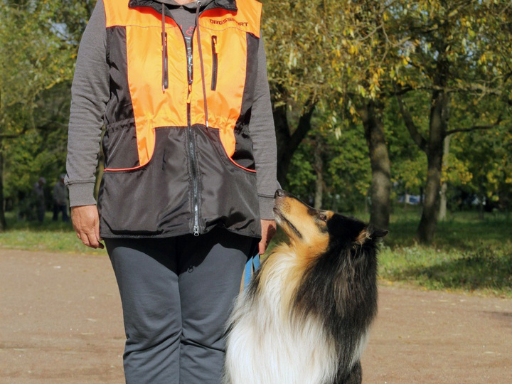 Чем можно заняться с колли? Послушание.