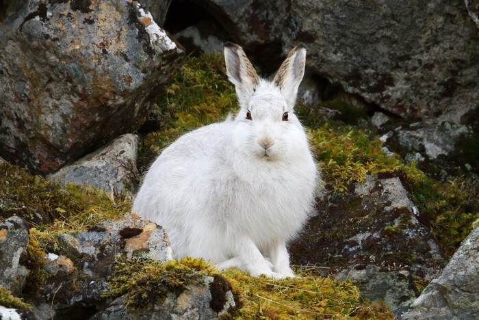 В этих глазах — мудрость леса. Готовы ли вы поселить её у себя дома?