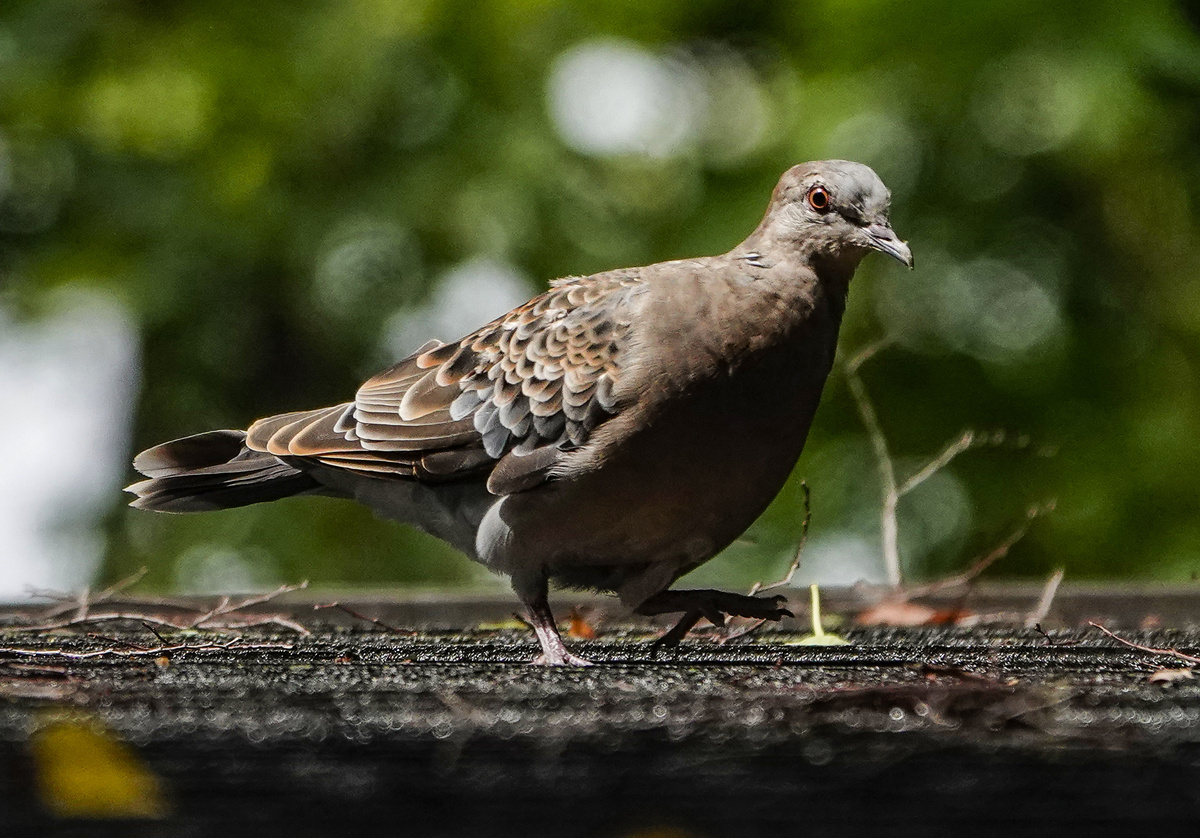 Большая горлица, которую я встретила в Токио, это тоже голубь