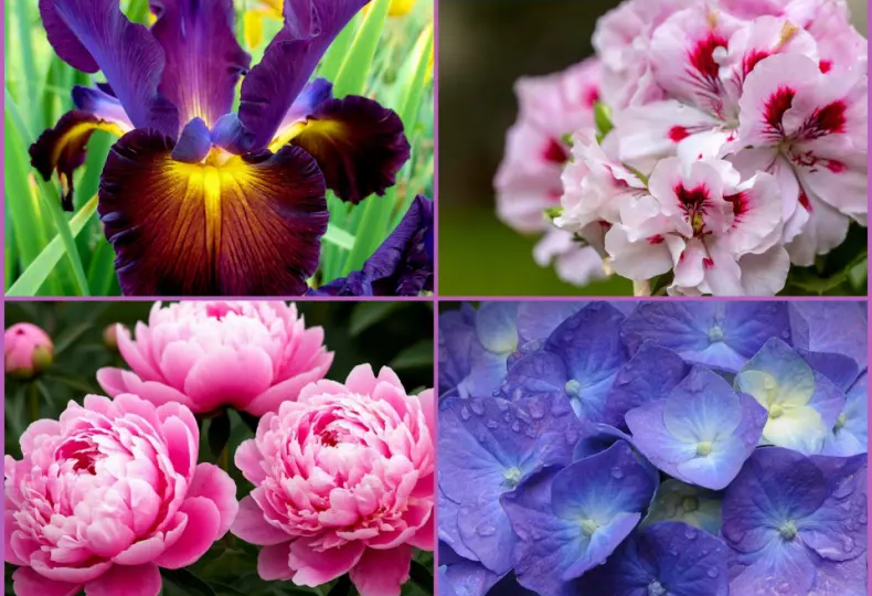 15 лучших гипоаллергенных цветов для вашего сада