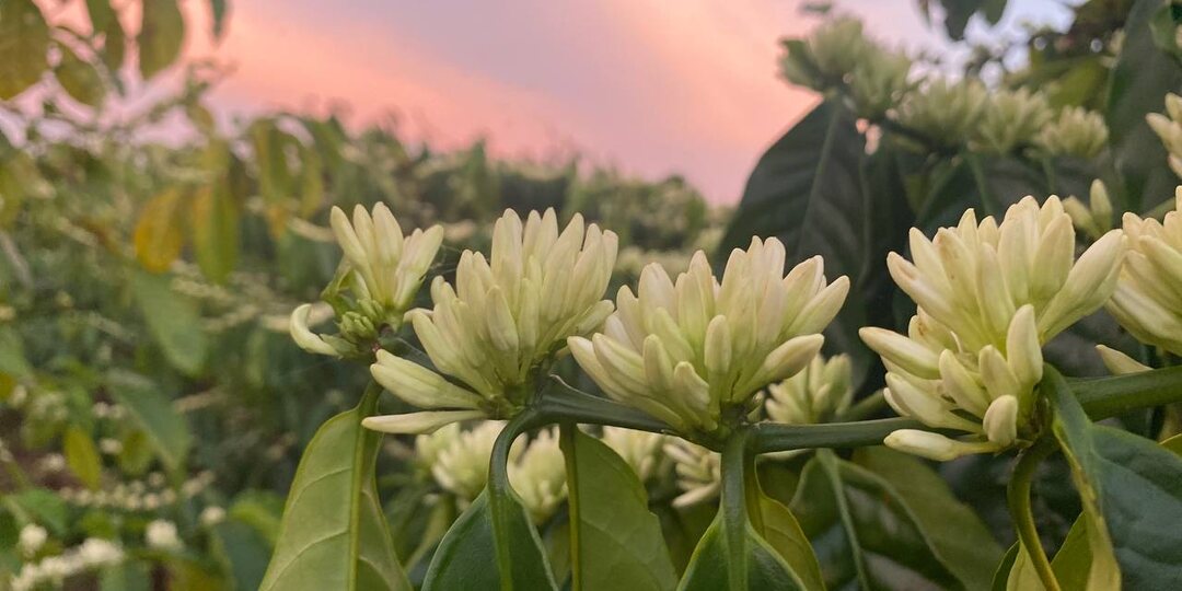 Во Вьетнам — за робустой: какой кофе везти и почему он будет отличаться от напитка в маленьких кафе