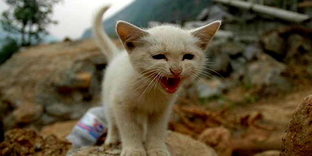 Страшно представить их участь, если бы кошка не привела помощь: как питомцы спасают людей