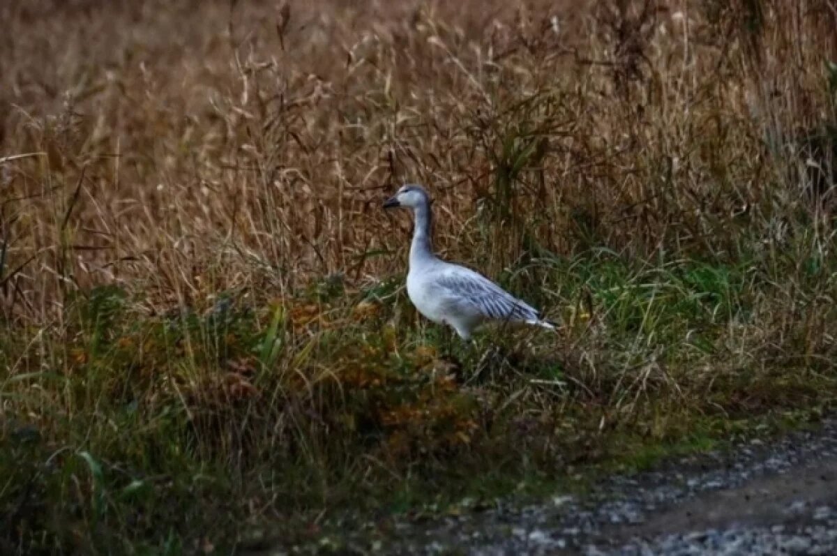    Редких гусей впервые засняли на Шикотане