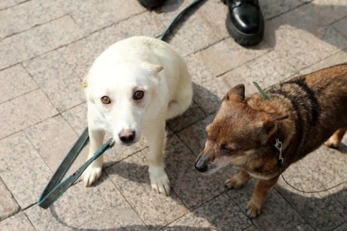    Очередная акция «Ищу человека» в Уфе пройдет на площади им. Орджоникидзе