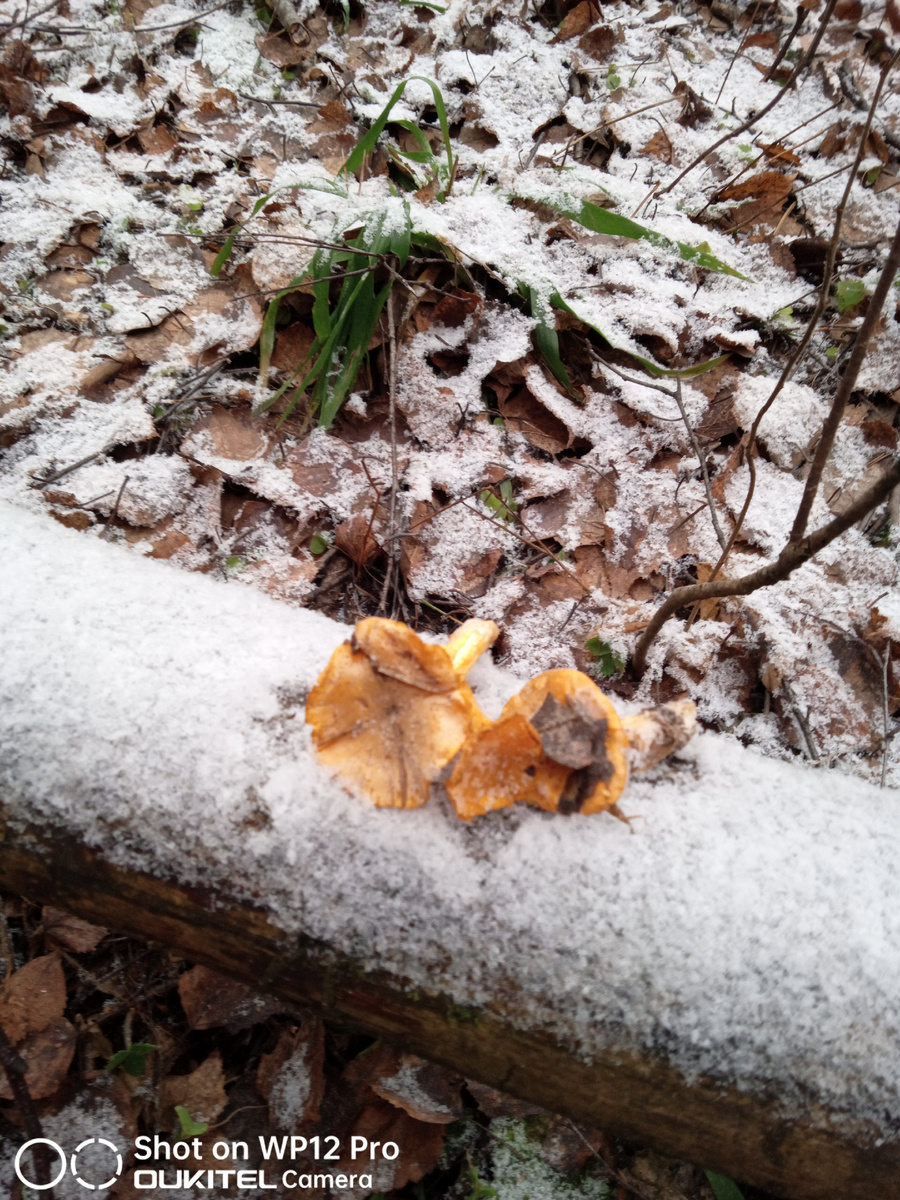 Вся трава и листья пожухли и поблекли и только эти оранжево - жёлтые существа чувствуют себя хорошо. Если б было тепло то так и росли бы дальше. А раньше, трудно себе представить, их даже в деревне, где жила моя мама даже не ели! 