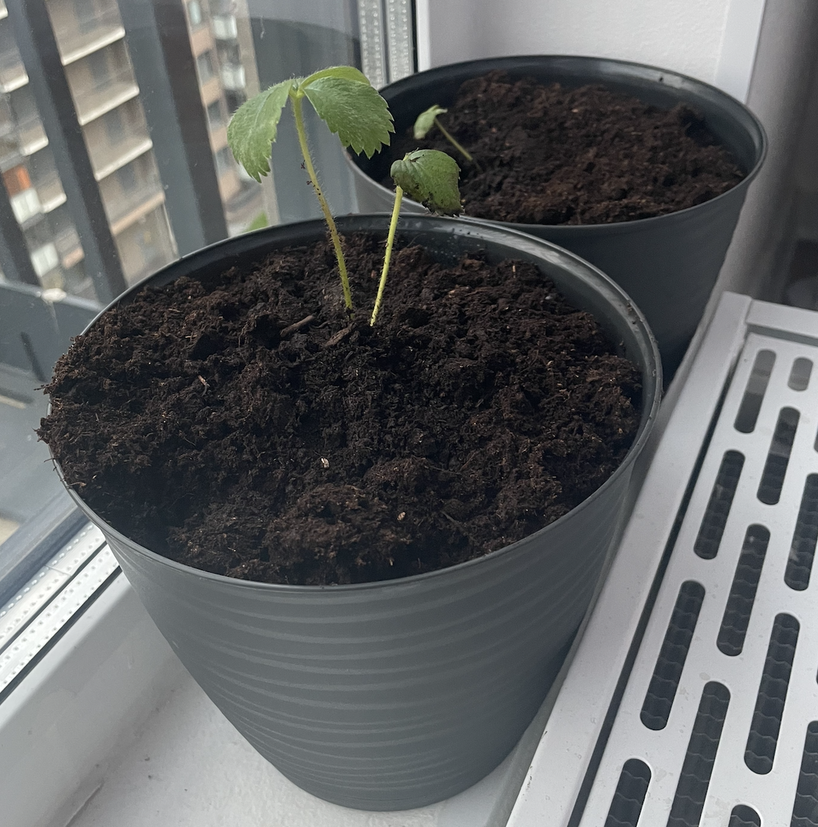 Горшок на 3 литра