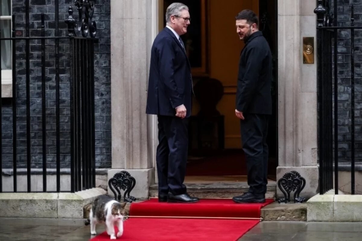    Кот Ларри «назвал» кошачьей дипломатией бегство от Зеленского в Британии