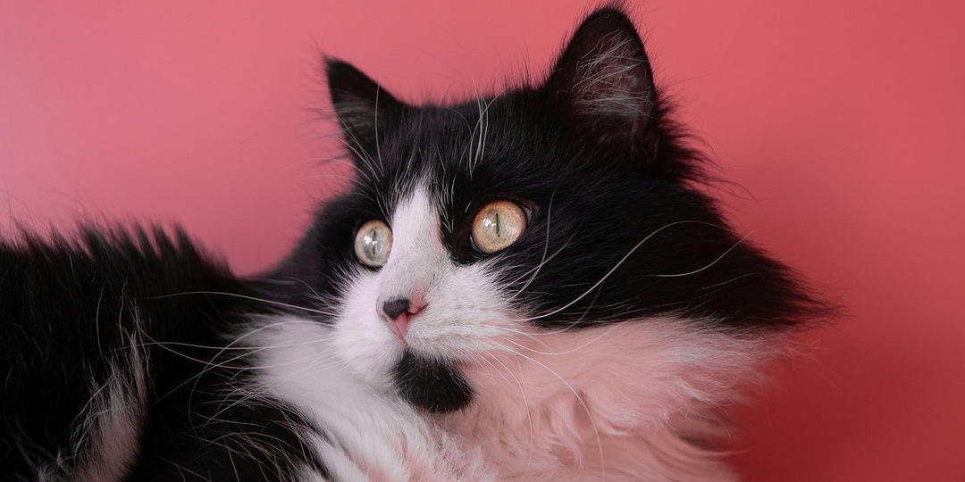 Как разнообразить жизнь кота: 13 простых способов