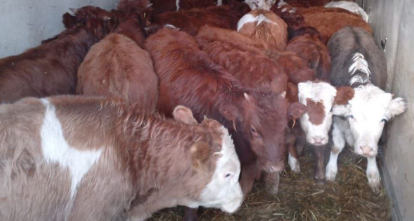    Фото из телеграм-канала правительства Иркутской области