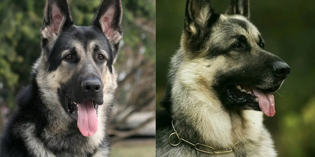 Есть ВЕО и есть все остальные породы собак