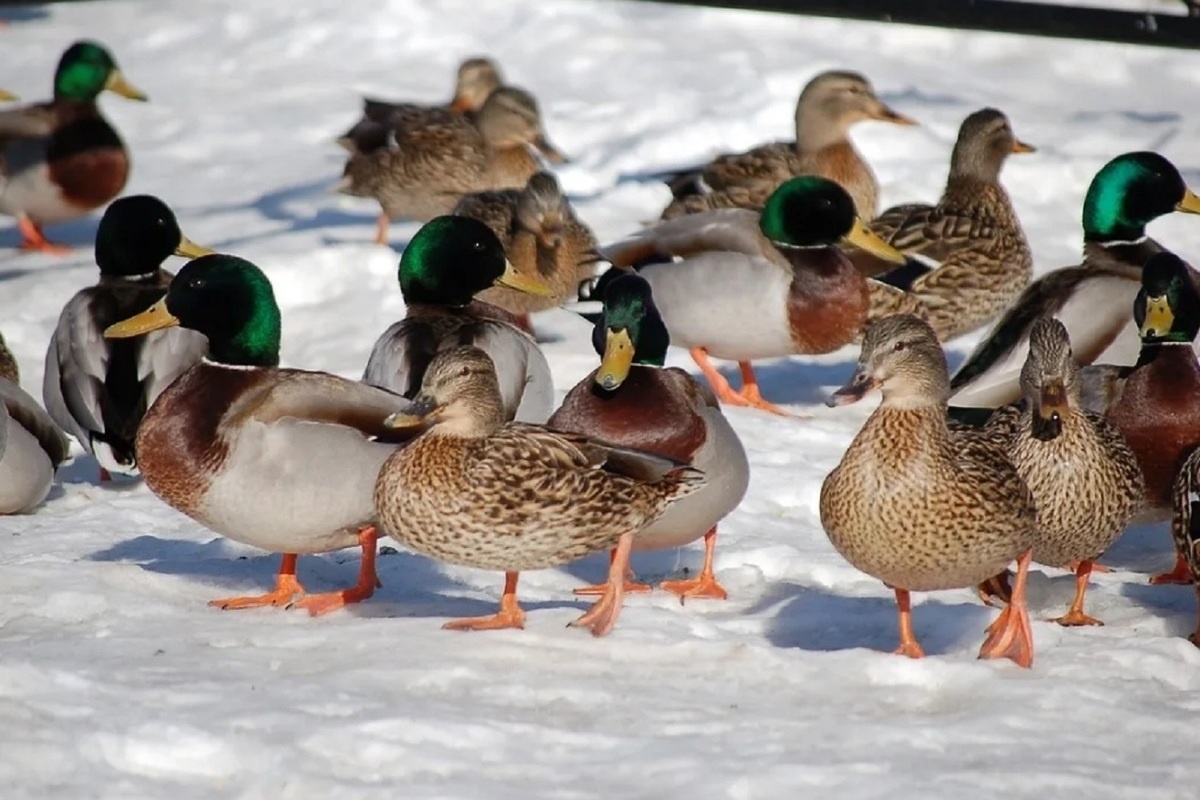 Утки зимой