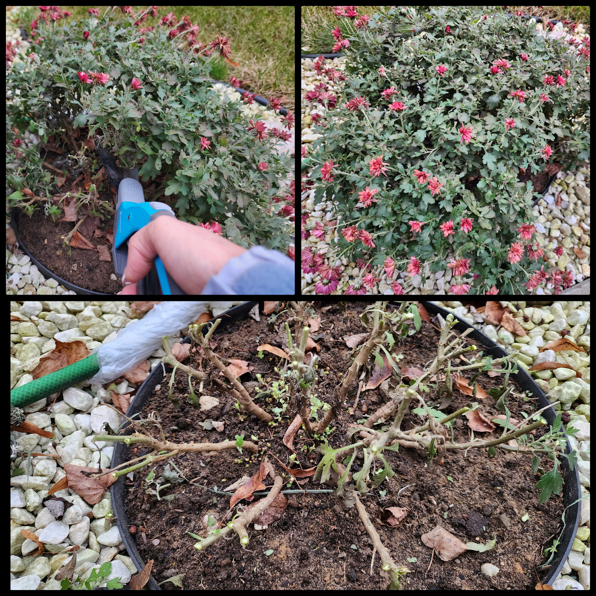 Подготовка Хризантемы Мультифлоры к зимовке в открытом грунте