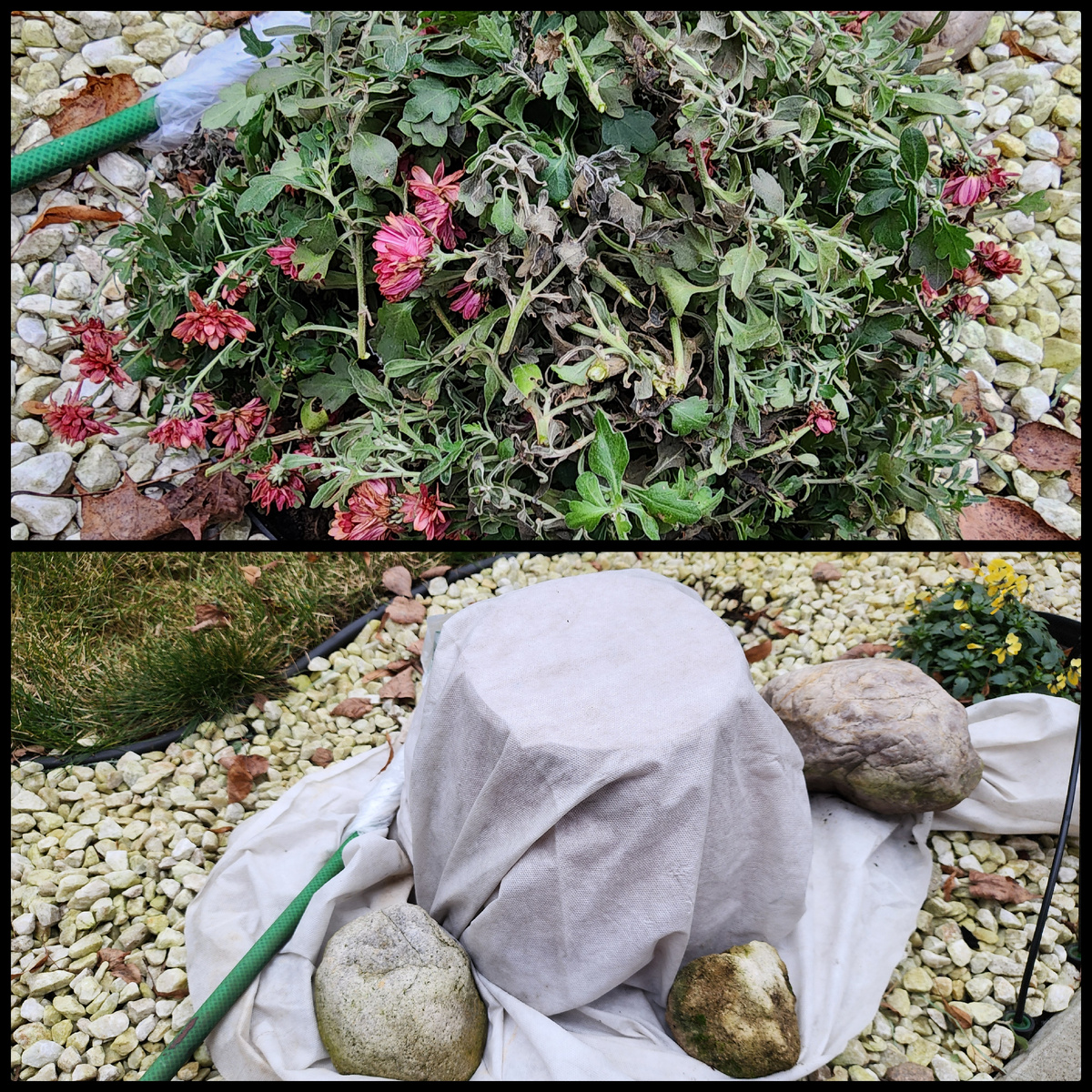 Укрытие Хризантемы Мультифлоры на зиму