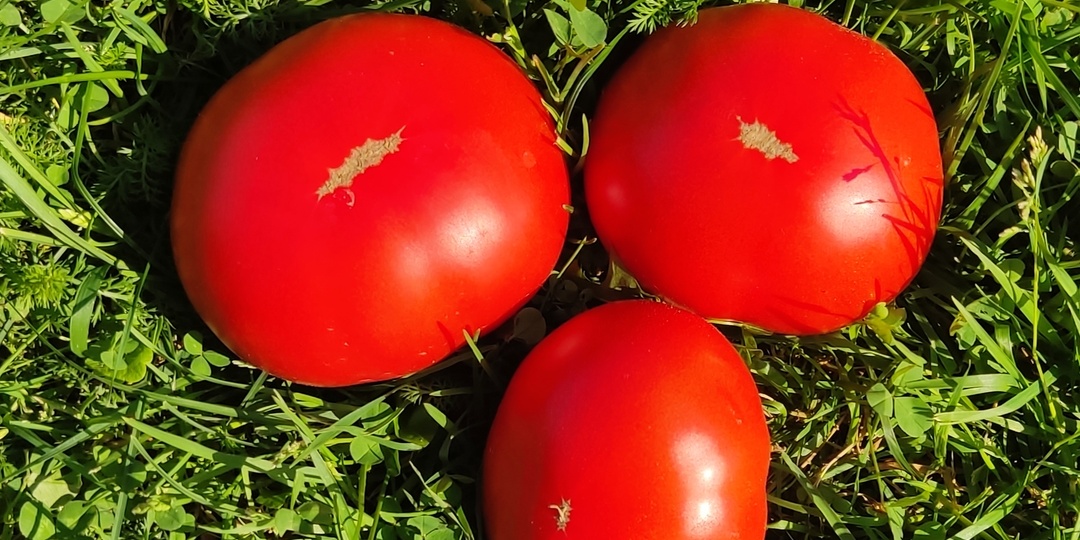 Томат «Бабл гам»