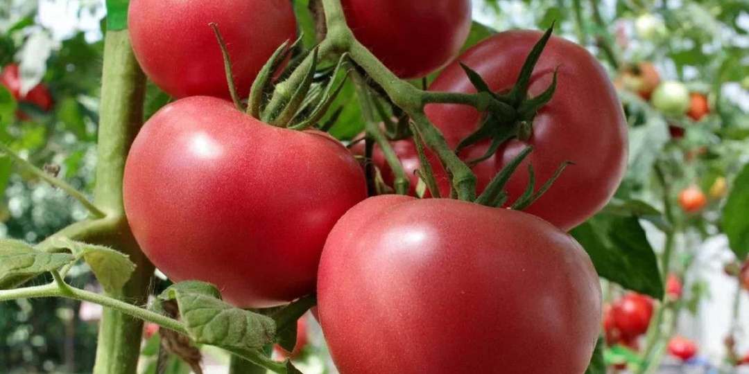 🆕 ВСТРЕЧАЙТЕ НОВИНКИ