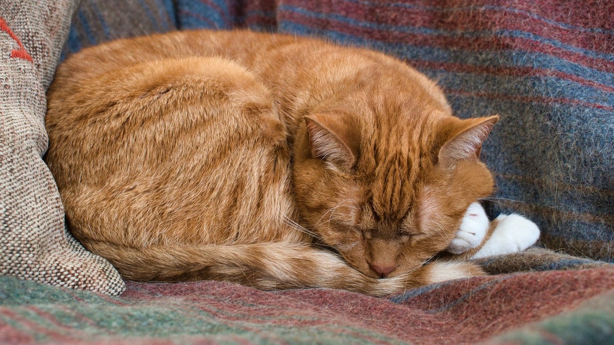    Воплощение спокойствия и неспешности в кошачьем облике
