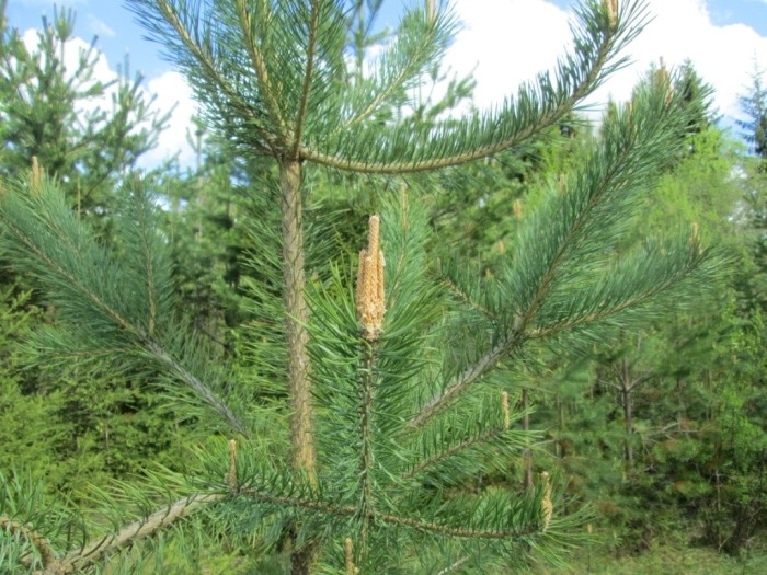 Молодая сосна с хвоей и майскими побегами (фото из архива автора)