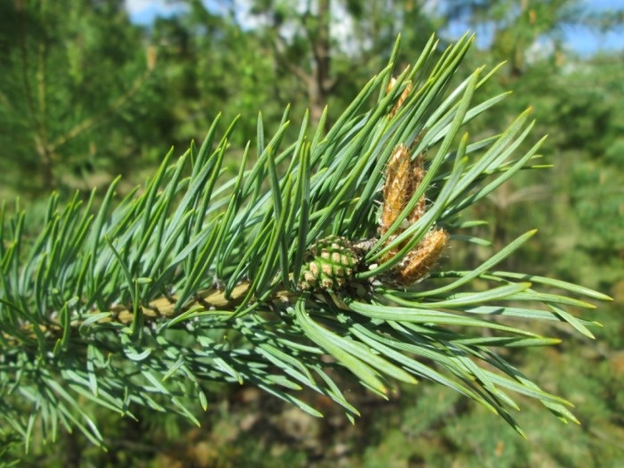 Сосновая хвоя