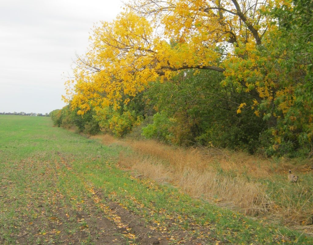    Фото Eugenekro Знамя Труда