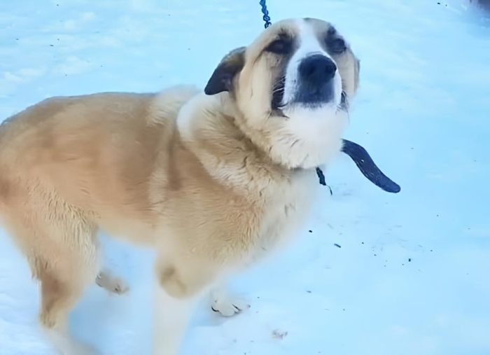 Фото тг-канала «Дари Добро Нск приют для животных Новосибирск».