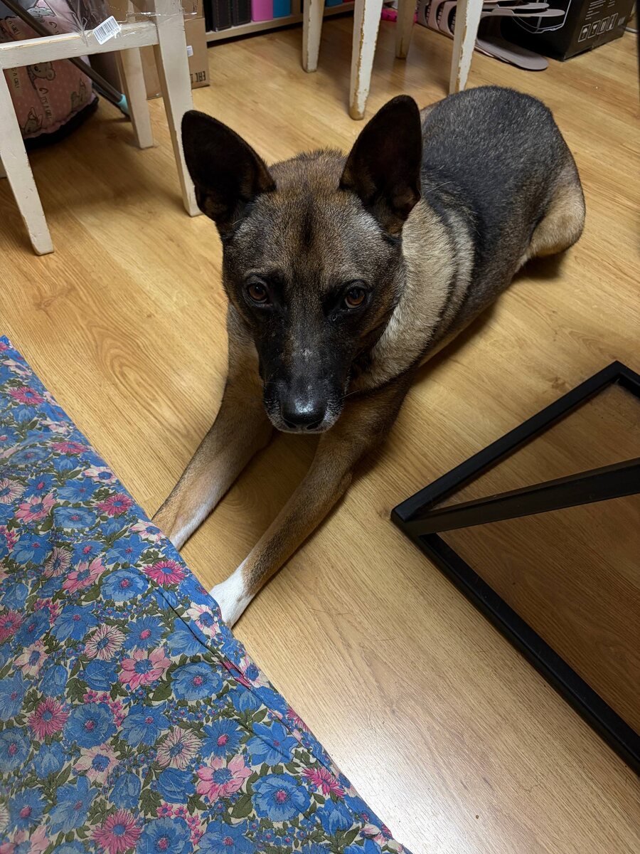 После прогулки на морозе лапки греет. А когда -то на улице жил. 