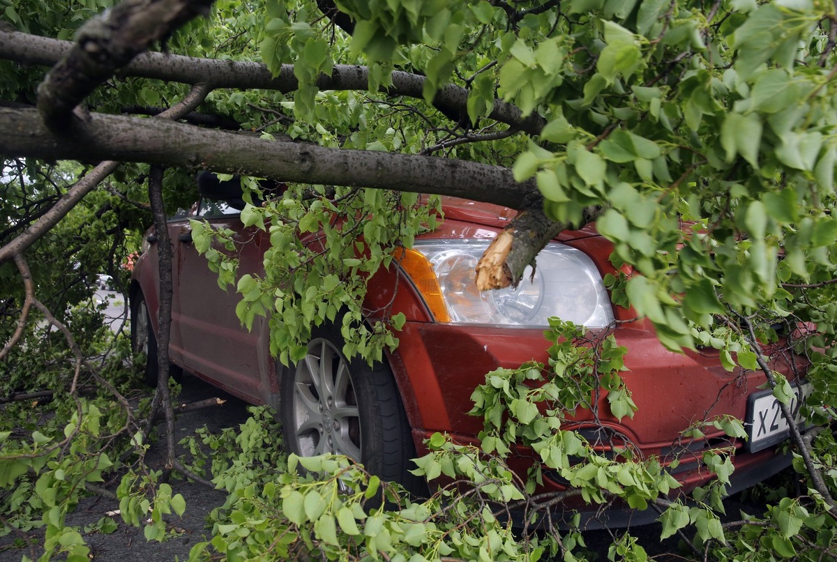    Дерево находилось на участке в зоне ответственности областного департамента гражданской защиты, охраны окружающей среды и природных ресурсов